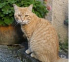 Bilou 4 ans chat mâle A ADOPTER