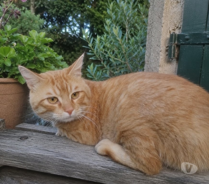 Don animaux Aude Carcassonne - Photos Vivastreet Bilou 4 ans chat mâle A ADOPTER