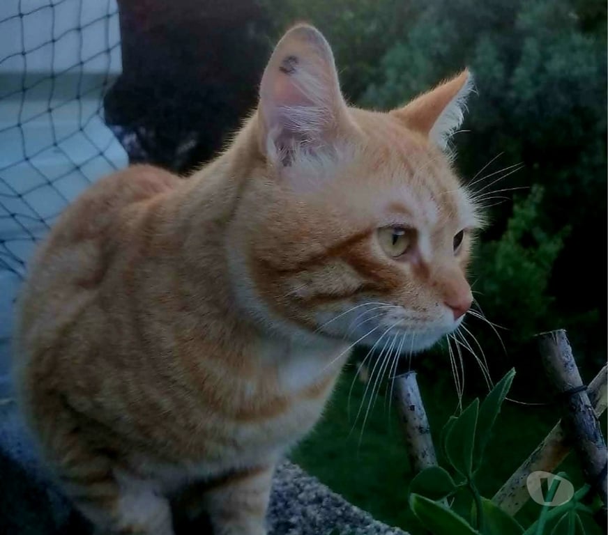 Don animaux Aude Carcassonne - Photos Vivastreet Bilou 4 ans chat mâle A ADOPTER