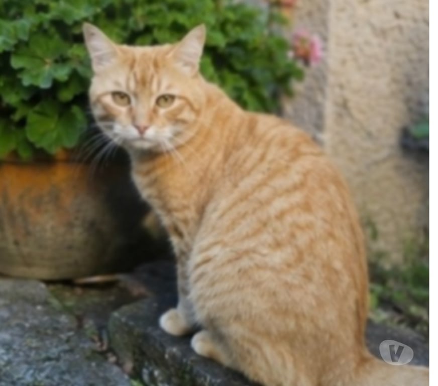 Don animaux Aude Carcassonne - Photos Vivastreet Bilou 4 ans chat mâle A ADOPTER
