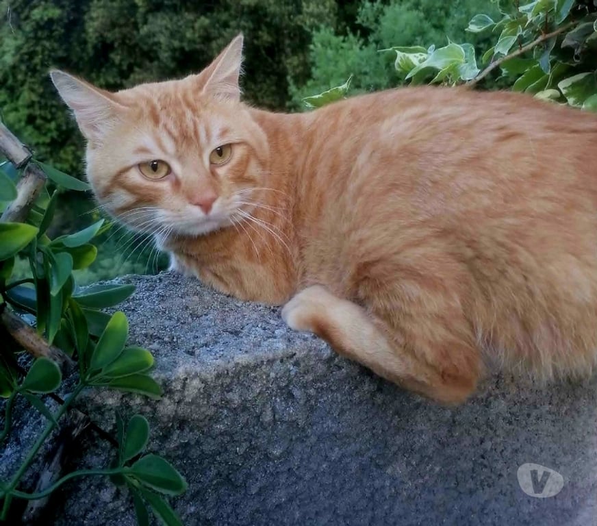 Don animaux Aude Carcassonne - Photos Vivastreet Bilou 4 ans chat mâle A ADOPTER