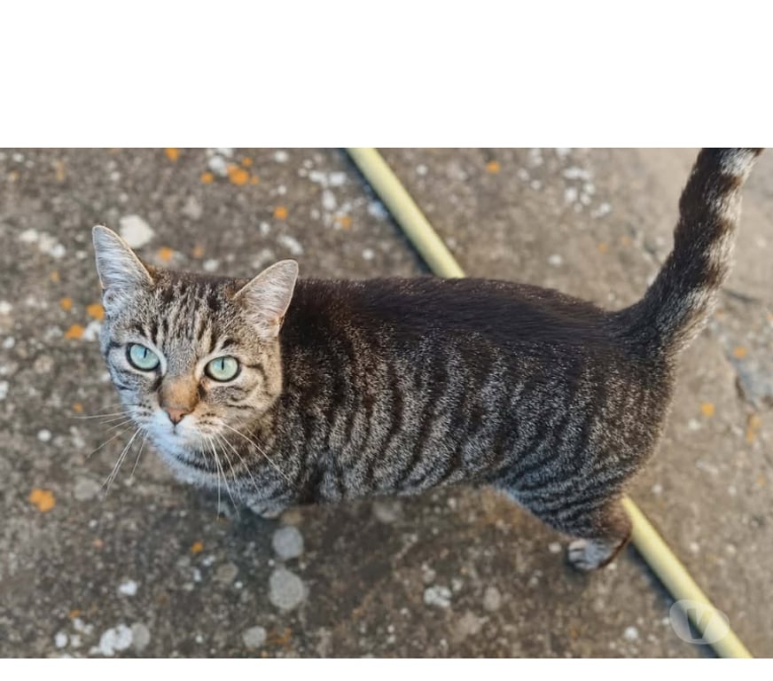 Don animaux Aude Carcassonne - Photos Vivastreet Violette chatte calme et caline cherche panier retraite