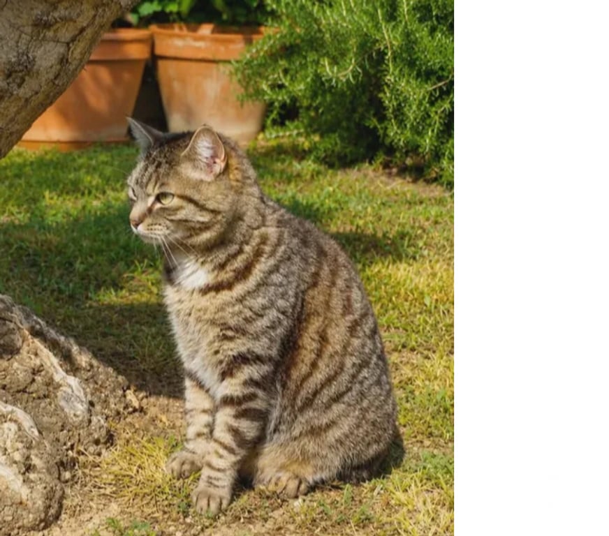 Don animaux Aude Carcassonne - Photos Vivastreet Violette chatte calme et caline cherche panier retraite