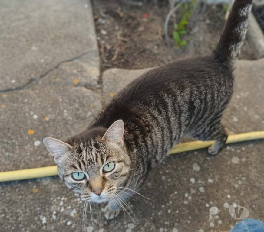Don animaux Aude Carcassonne - Photos Vivastreet Violette chatte calme et caline cherche panier retraite