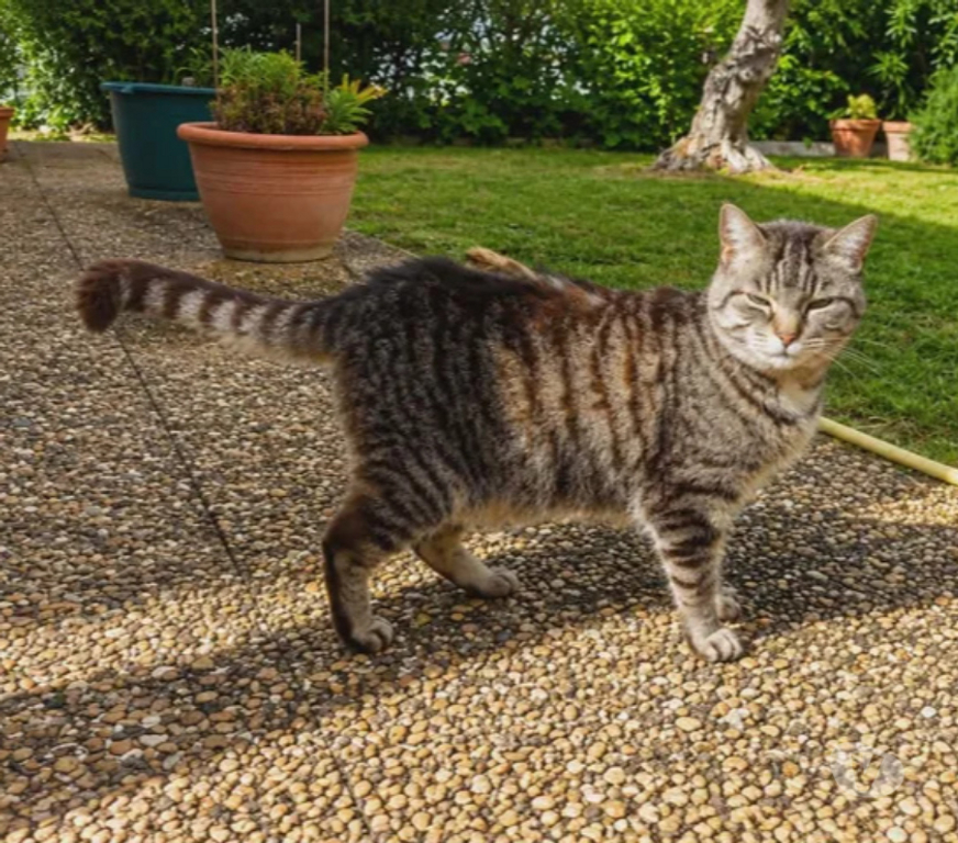 Don animaux Aude Carcassonne - Photos Vivastreet Violette chatte calme et caline cherche panier retraite