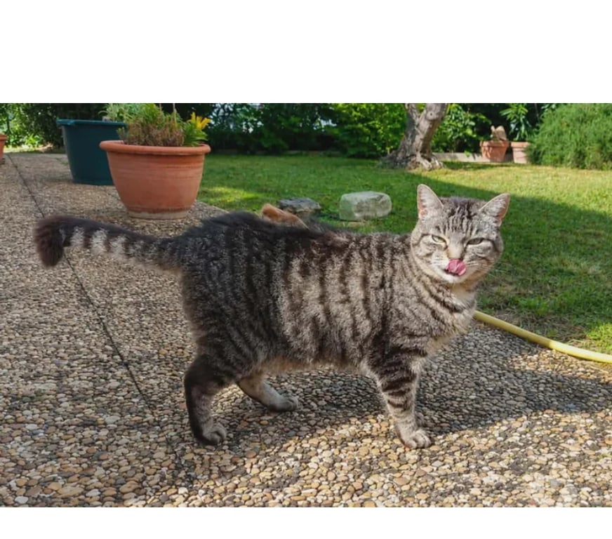 Don animaux Aude Carcassonne - Photos Vivastreet Violette chatte calme et caline cherche panier retraite