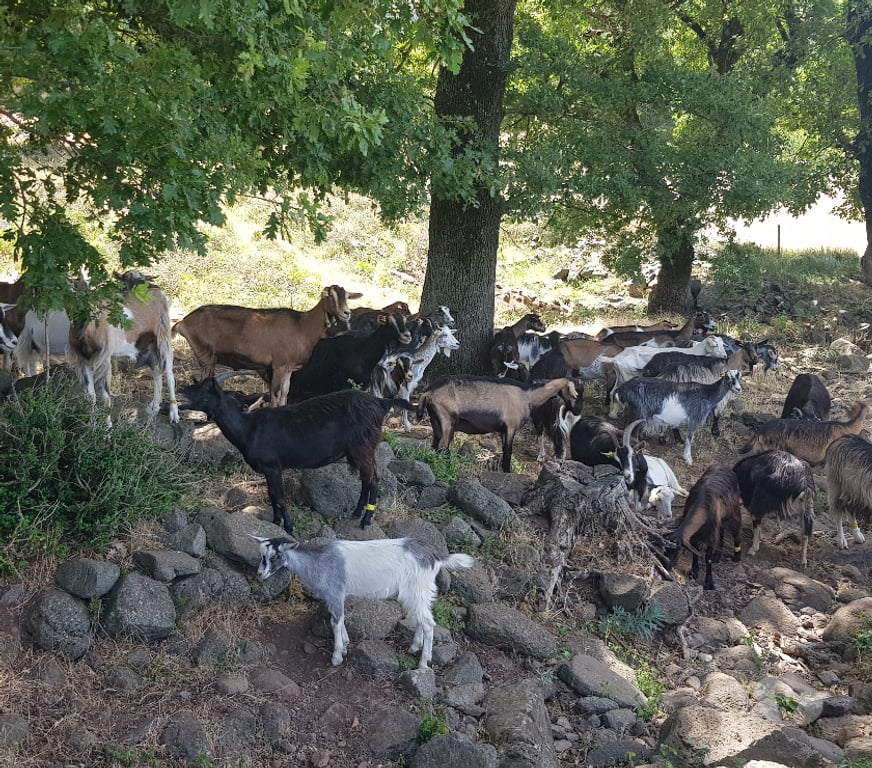 Vente Maison Ardèche St Gineis en Coiron - 07580 - Photos Vivastreet Maison de village Ardèche sur jardin