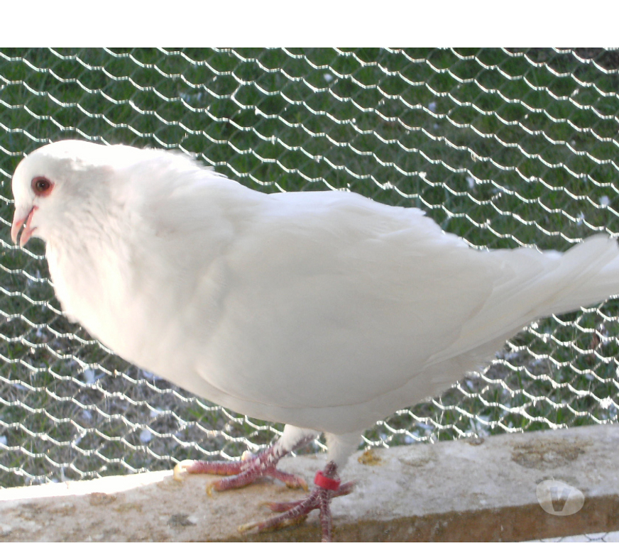 Vente Seine-et-Marne Bagneaux sur Loing - 77167 - Photos Vivastreet Pigeons de chair