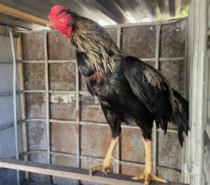 Vente animaux Avion Pas-de-Calais - Photos Vivastreet COQ ET POULE AZIL PAKISTAN