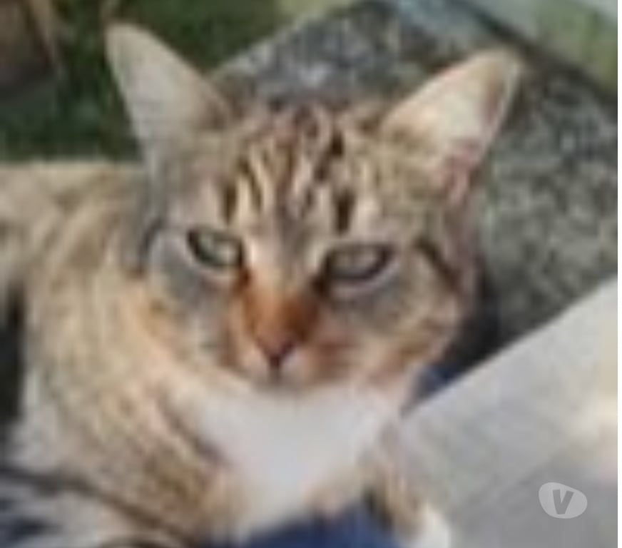 Don animaux Drôme Pierrelatte - 26700 - Photos Vivastreet Chat BLUE à l adoption
