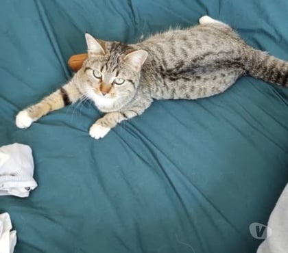 Don animaux Pierrelatte Drôme - Photos Vivastreet Chat BLUE à l adoption