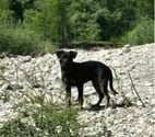 Chien KYRO à l adoption