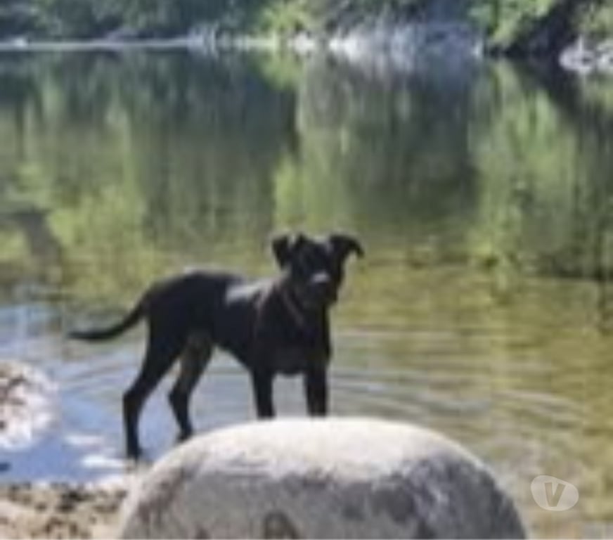 Don animaux Ardèche Lablachere - 07230 - Photos Vivastreet Chien KYRO à l adoption