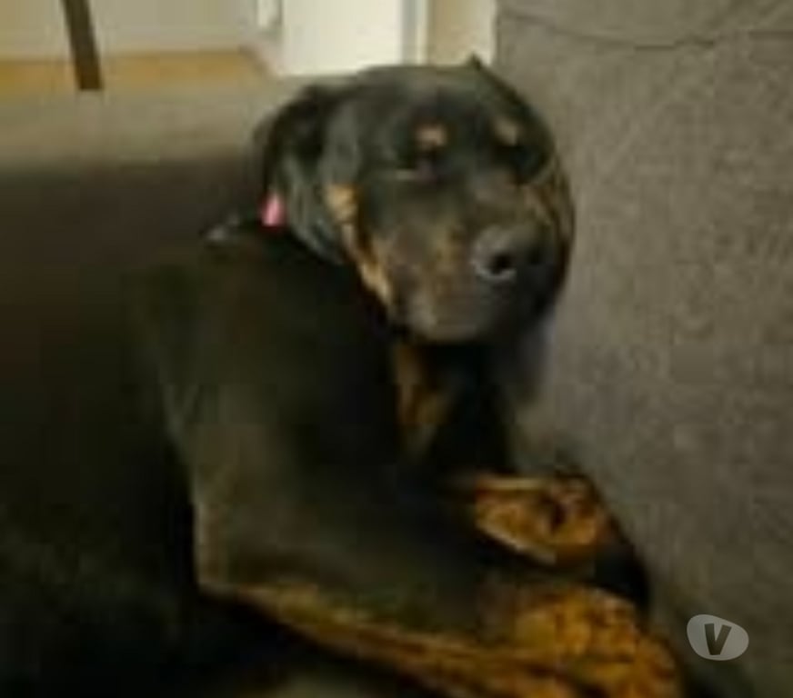 Don animaux Ardèche Lablachere - 07230 - Photos Vivastreet Chien KYRO à l adoption