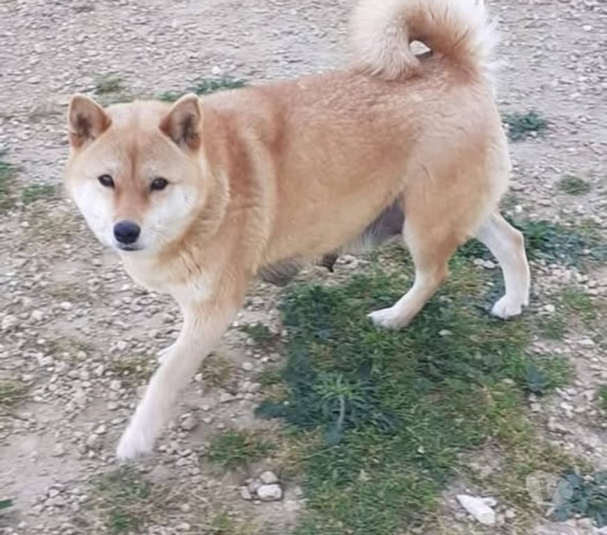 Don animaux Vaucluse Visan - 84820 - Photos Vivastreet Chien PEARL à l adoption