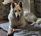 Chien WIN à l adoption