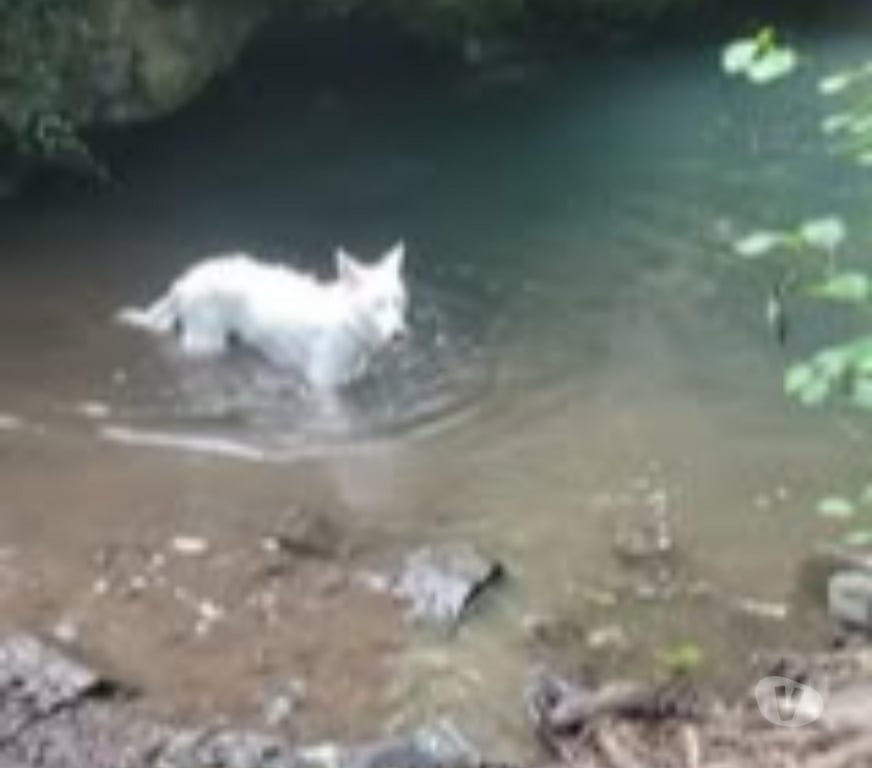 Don animaux Ardèche Privas - 07000 - Photos Vivastreet Chien WIN à l adoption