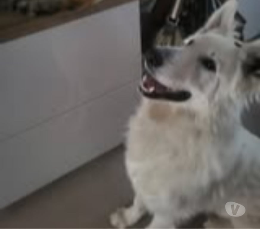 Don animaux Ardèche Privas - 07000 - Photos Vivastreet Chien WIN à l adoption