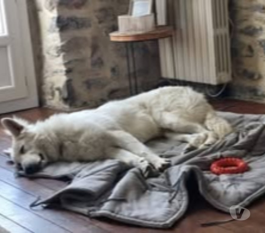 Don animaux Ardèche Privas - 07000 - Photos Vivastreet Chien WIN à l adoption