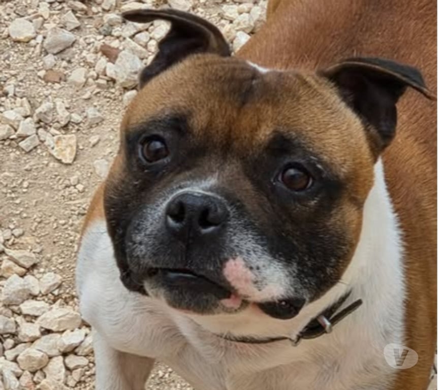 Don animaux Hérault Montpellier - Photos Vivastreet Chien SAM à l adoption