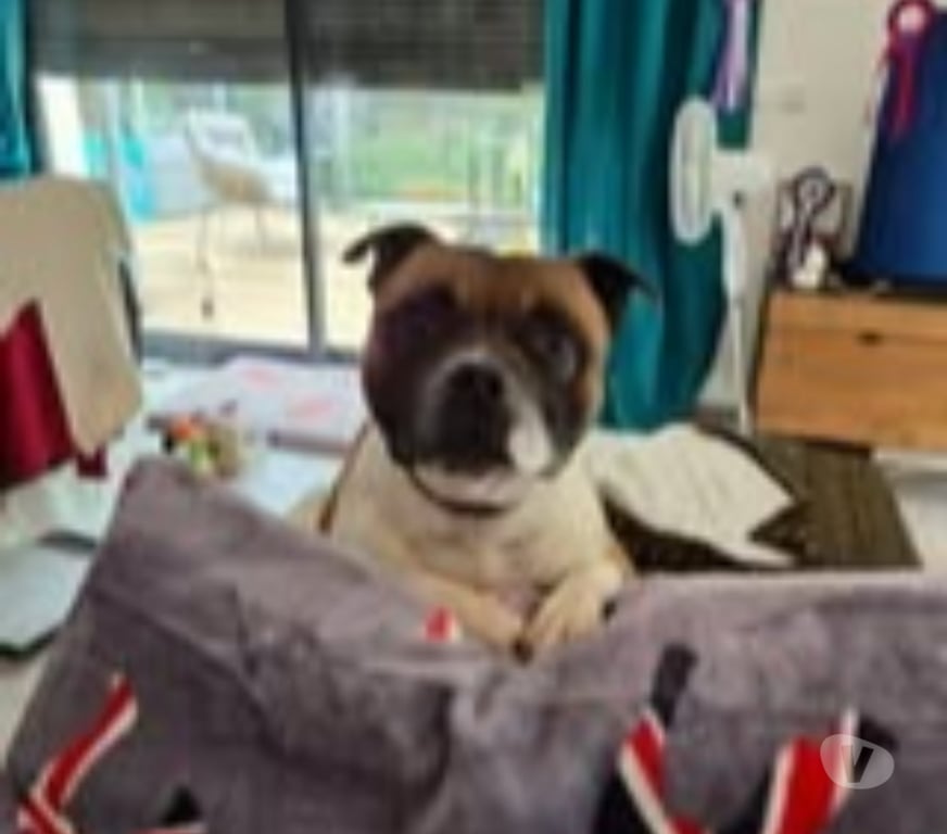 Don animaux Hérault Montpellier - Photos Vivastreet Chien SAM à l adoption