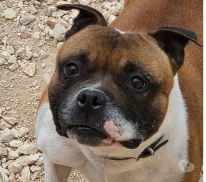 Don animaux Montpellier Montpellier - Photos Vivastreet Chien SAM à l adoption