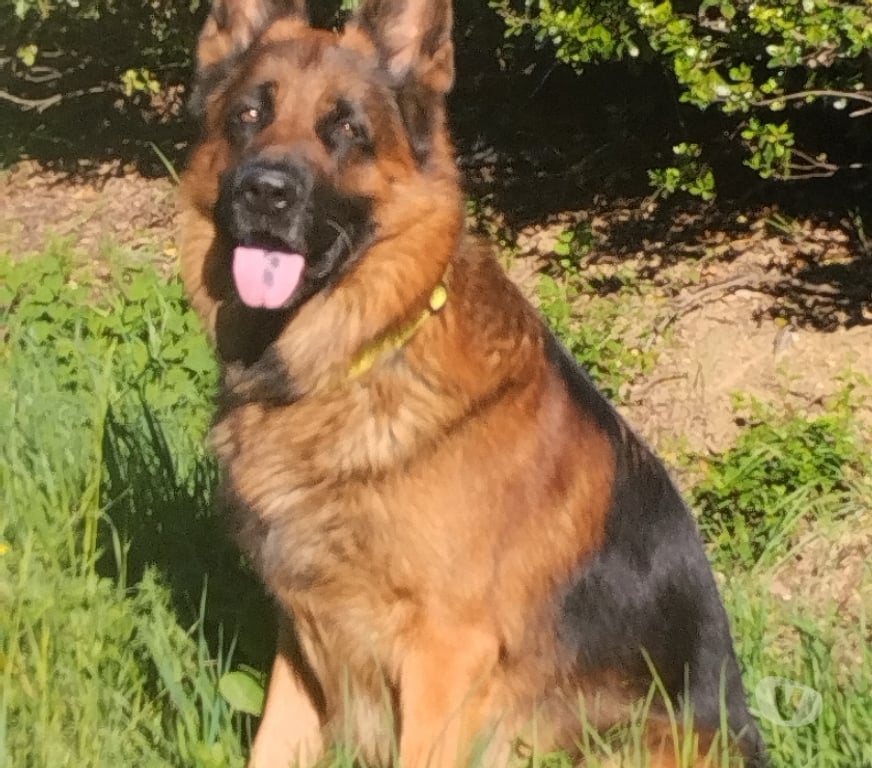 Don animaux Aude St Paulet - 11320 - Photos Vivastreet Donne berger allemand