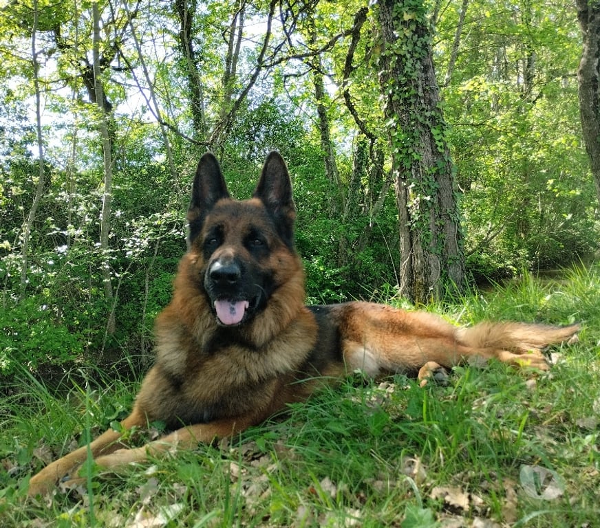 Don animaux Aude St Paulet - 11320 - Photos Vivastreet Donne berger allemand