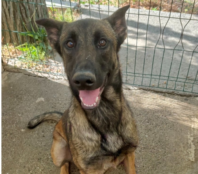 Don animaux Beziers Hérault - Photos Vivastreet Chien BLEDINE à l adoption