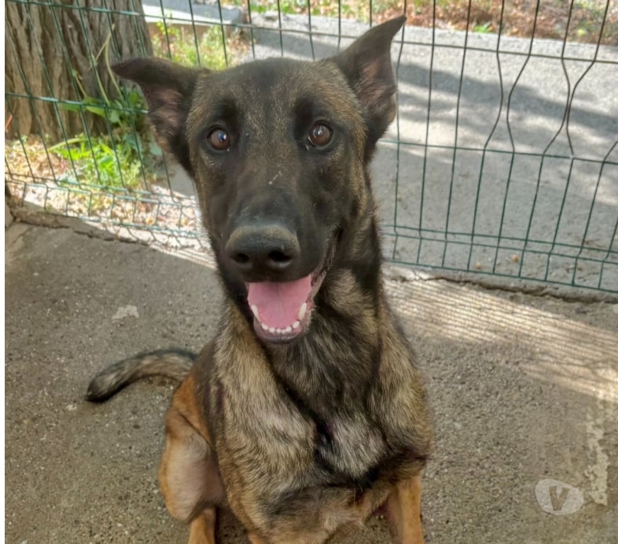 Don animaux Hérault Beziers - 34500 - Photos Vivastreet Chien BLEDINE à l adoption