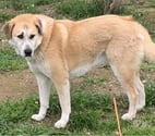 Chien CHAUSSETTE à l adoption