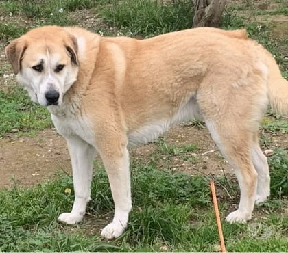 Adoption animaux Beziers Hérault - Photos Vivastreet Chien CHAUSSETTE à l adoption