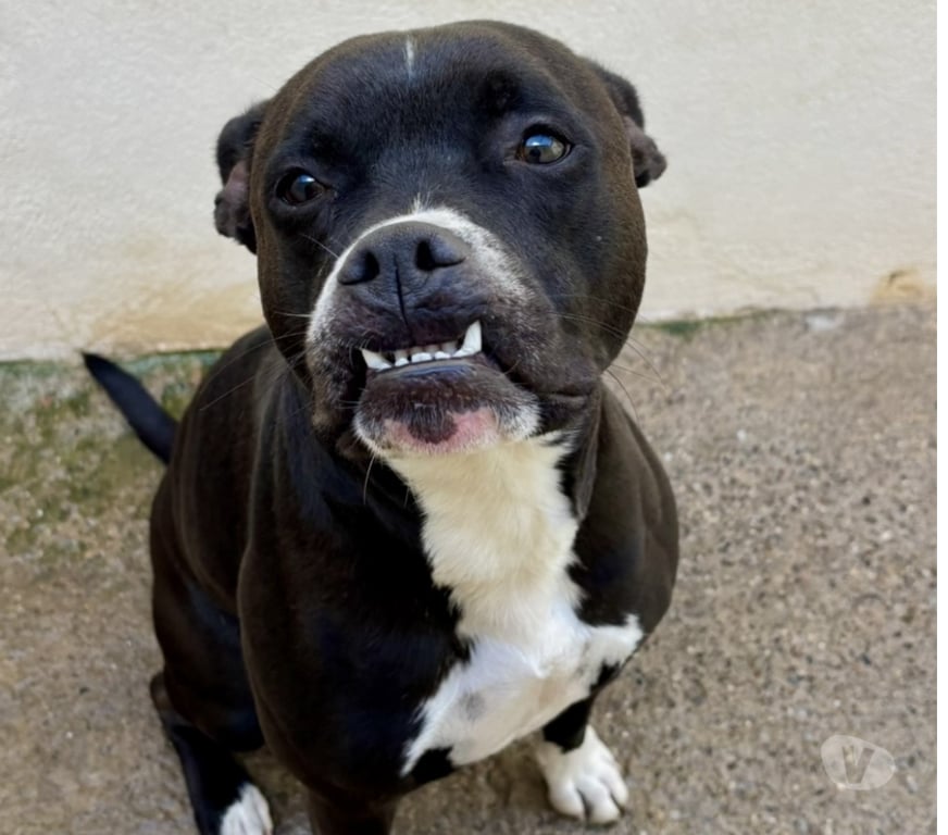 Don animaux Hérault Beziers - 34500 - Photos Vivastreet Chien BIDOU à l adoption