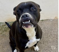 Photos Vivastreet Chien BIDOU à l adoption