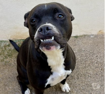 Don animaux Beziers Hérault - Photos Vivastreet Chien BIDOU à l adoption