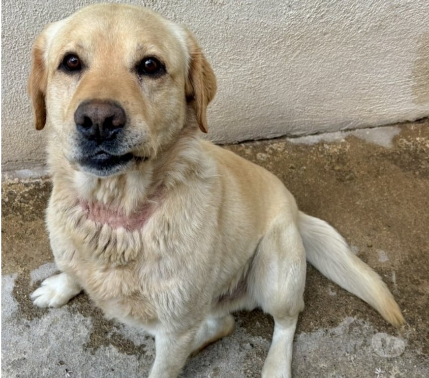 Don animaux Hérault Beziers - 34500 - Photos Vivastreet Chien BANANIER à l adoption