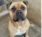Chien BOBINO à l adoption
