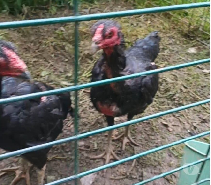 Vente Seine-et-Marne Meaux - 77100 - Photos Vivastreet Poule ganoi et Viet japonaise