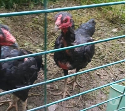 Vente animaux Meaux Seine-et-Marne - Photos Vivastreet Poule ganoi et Viet japonaise