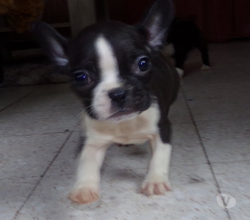 Vente Aisne Wassigny - 02630 - Photos Vivastreet BOULEDOGUE FRANCAIS