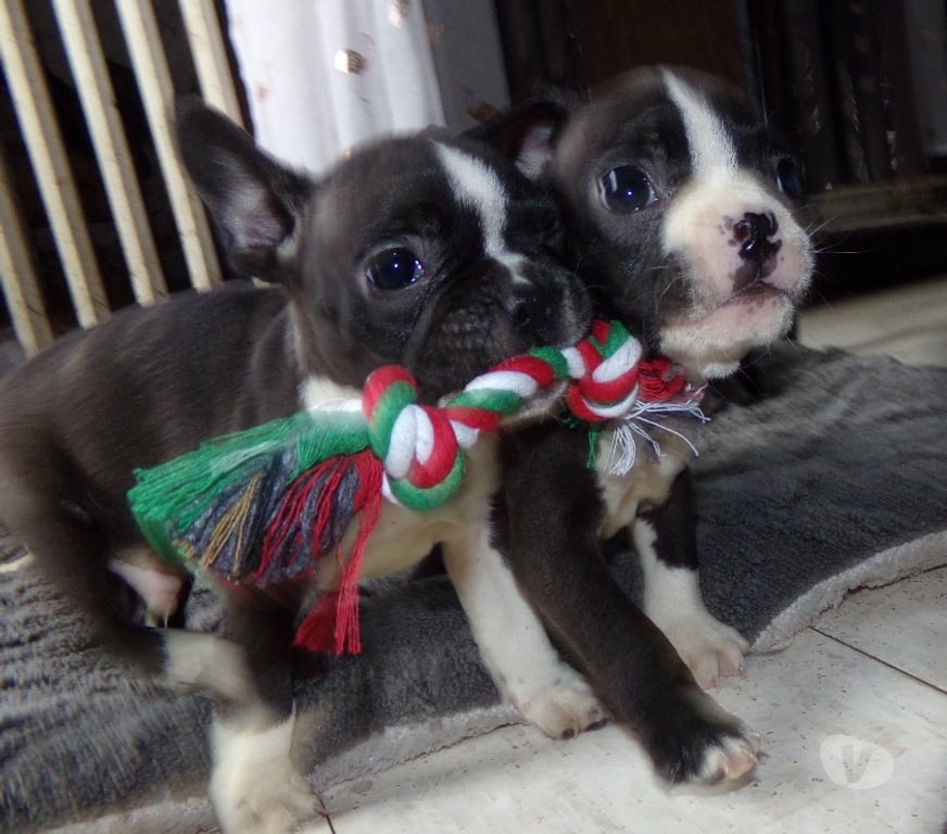 Vente Aisne Wassigny - 02630 - Photos Vivastreet BOULEDOGUE FRANCAIS