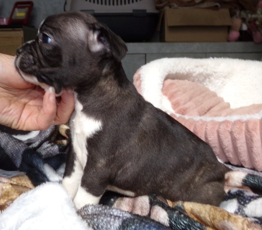 Vente Aisne Wassigny - 02630 - Photos Vivastreet BOULEDOGUE FRANCAIS