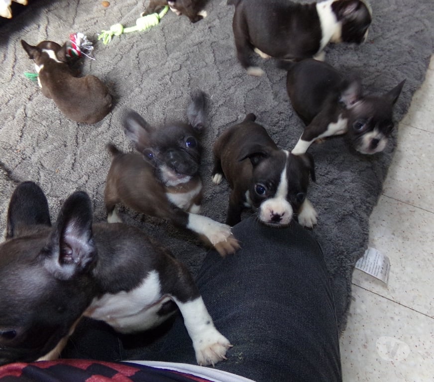Vente Aisne Wassigny - 02630 - Photos Vivastreet BOULEDOGUE FRANCAIS