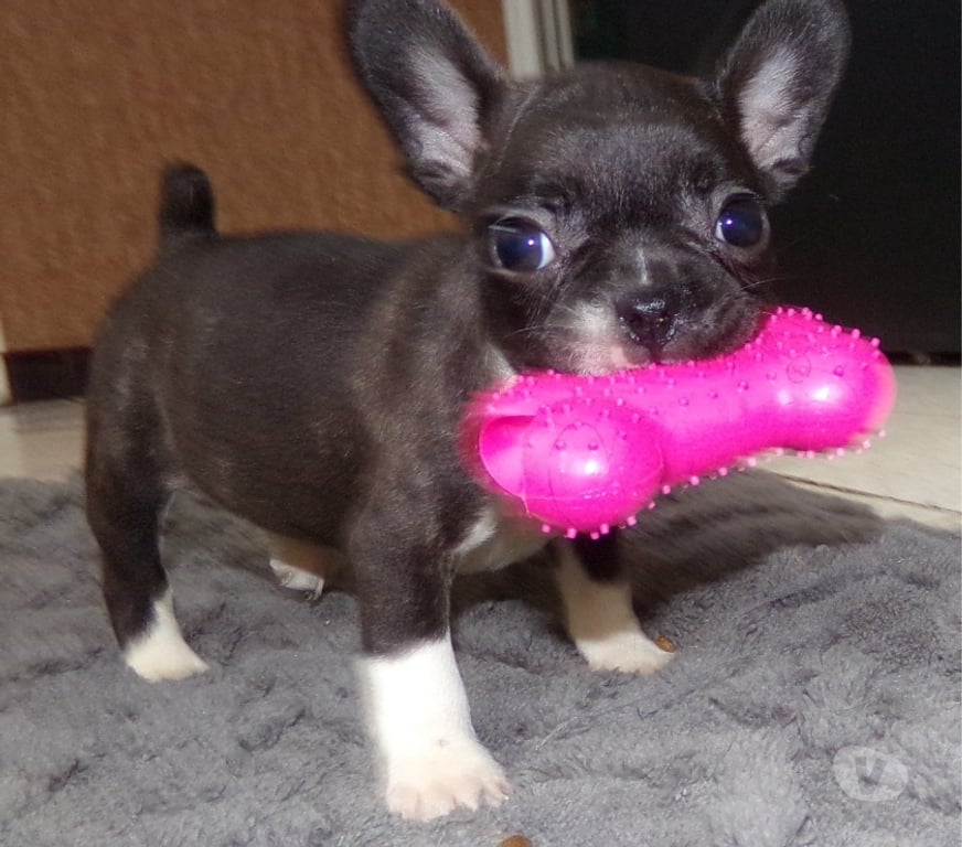 Vente Aisne Wassigny - 02630 - Photos Vivastreet BOULEDOGUE FRANCAIS
