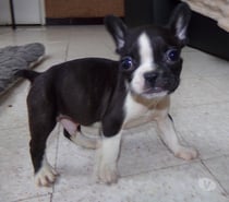Photos Vivastreet BOULEDOGUE FRANCAIS