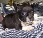 BOULEDOGUE FRANCAIS