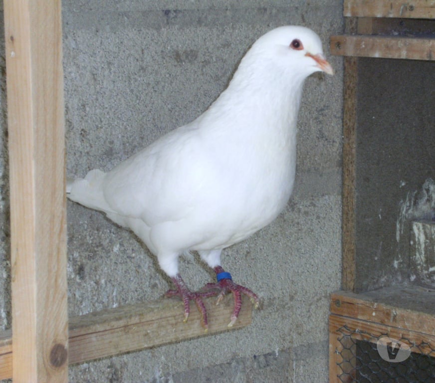 Vente Seine-et-Marne Bagneaux sur Loing - 77167 - Photos Vivastreet Pigeons reproducteurs hubbell blanc
