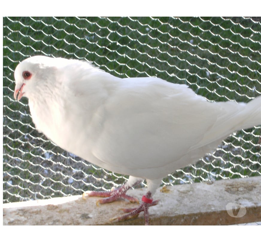 Vente Seine-et-Marne Bagneaux sur Loing - 77167 - Photos Vivastreet Pigeons reproducteurs hubbell blanc