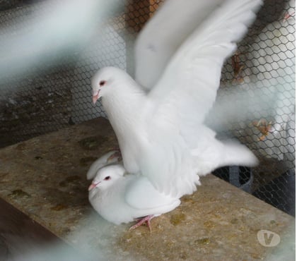 Vente animaux Bagneaux sur Loing Seine-et-Marne - Photos Vivastreet Pigeons reproducteurs hubbell blanc