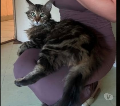 Don animaux Baziege Haute-Garonne - Photos Vivastreet don gabin 1 an à l adoption